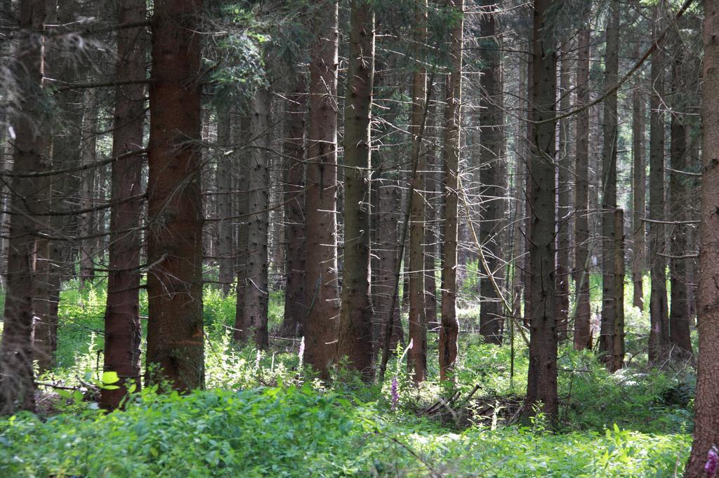 Fewo Amsbergstrasse Bad Harzburg Oda fotoğraf